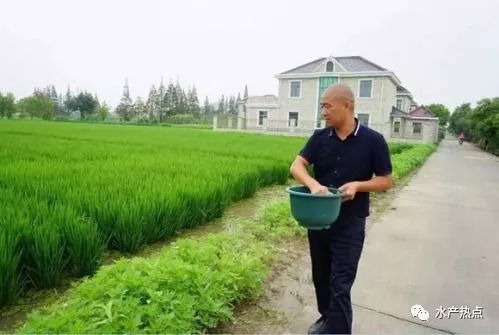 厲害了 崇明這片稻田里竟然都是魚(yú)